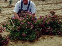 SPIREA x bumalda 'Anthony Waterer', Anthony Waterer Spirea