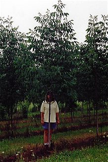 FRAXINUS americana 'Autumn Purple',